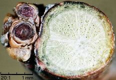 Tamarix tetrandra (tamaryszek czteropręcikowy)