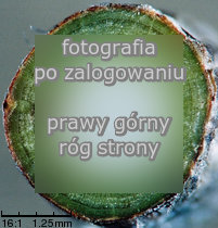 Philadelphus coronarius (jaśminowiec wonny)