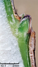 Philadelphus coronarius (jaśminowiec wonny)