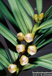 Taxus baccata (cis pospolity)