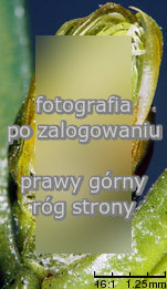 Taxus baccata (cis pospolity)