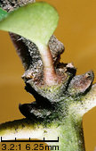 Hedera helix (bluszcz pospolity)