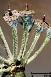 Hedera helix (bluszcz pospolity)