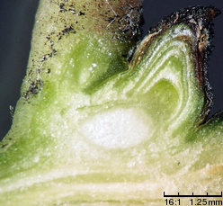 Hedera helix (bluszcz pospolity)