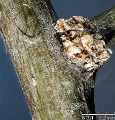 Lycium barbarum (kolcowój zwyczajny)