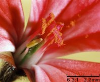 Pelargonium zonale