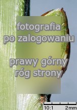 Padus serotina (czeremcha amerykańska)