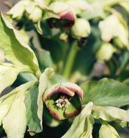 Helleborus foetidus