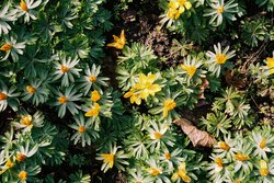 Eranthis hyemalis