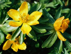 Eranthis hyemalis