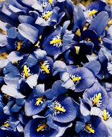 Iris reticulata (kosaciec żyłkowany)