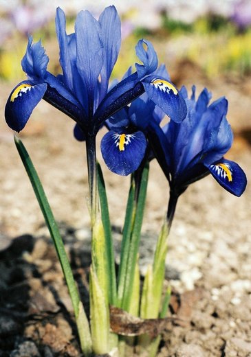 Iris reticulata (kosaciec żyłkowany)