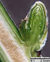 Elaeagnus angustifolia (oliwnik wąskolistny)