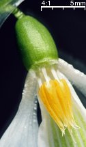 Galanthus nivalis (śnieżyczka przebiśnieg)