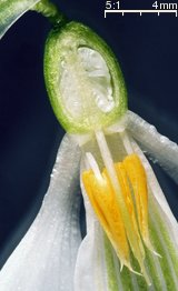 Galanthus nivalis (śnieżyczka przebiśnieg)