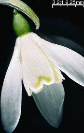 Galanthus nivalis (śnieżyczka przebiśnieg)