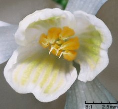 Galanthus nivalis (śnieżyczka przebiśnieg)