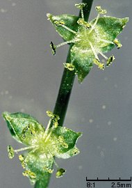 Mercurialis perennis (szczyr trwały)