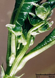 Mercurialis perennis (szczyr trwały)