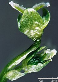 Mercurialis perennis (szczyr trwały)