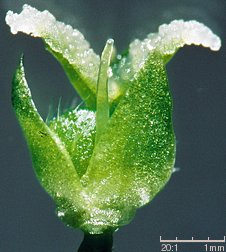 Mercurialis perennis (szczyr trwały)