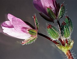 Erodium cicutarium (iglica pospolita)