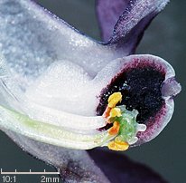 Corydalis solida (kokorycz pełna)