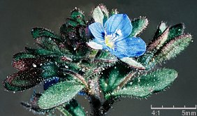 Veronica triphyllos (przetacznik trójlistkowy)