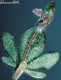 Veronica triphyllos (przetacznik trójlistkowy)