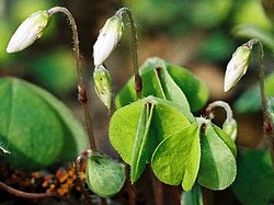 Oxalis acetosella