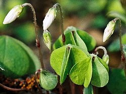 Oxalis acetosella