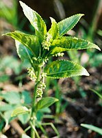 Mercurialis perennis