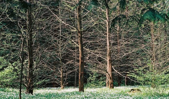 Metasequoia glyptostroboides