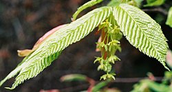 Acer carpinifolium (klon grabolistny)