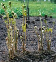 Osmunda regalis