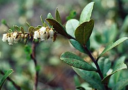 Chamaedaphne calyculata