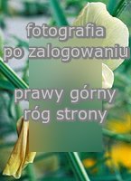 Vicia grandiflora (wyka wielkokwiatowa)
