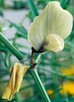 Vicia grandiflora (wyka wielkokwiatowa)