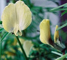 Vicia grandiflora (wyka wielkokwiatowa)