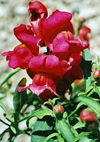 Antirrhinum majus