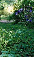 Aquilegia vulgaris