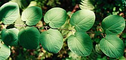 Cercidiphyllum japonicum