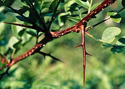 Gleditsia triacanthos