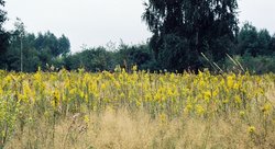 Solidago virgaurea