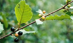 Frangula alnus