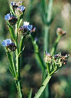 Limonium sinuatum