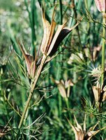 Nigella orientalis