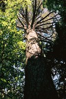 Pinus sylvestris (sosna zwyczajna)