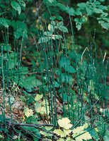 Equisetum hyemale