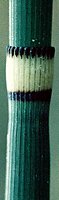 Equisetum hyemale